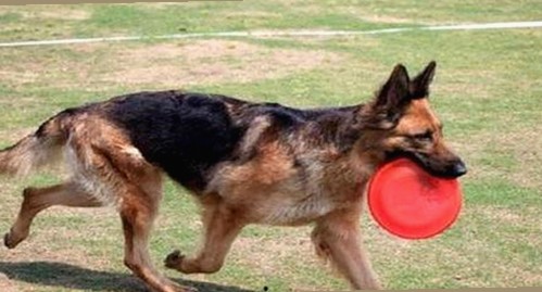 揭秘18+触摸互动游戏+黄油苹果免费版下载背后的趣味与争议