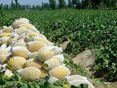 探索免费的网站www下载：获取优质资源的最佳选择