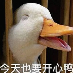 揭秘7777免费版：最新下载资源与用户体验分析