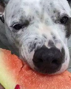 嫩草17.c 91免费版官方版：现状与背后分析