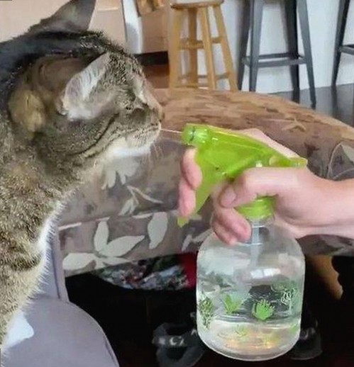 成人网最新版下载：探索最新资源与安全保障