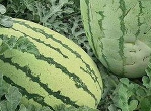 资阳市热议：西瓜视频免费免费版带你畅享高清影视新体验