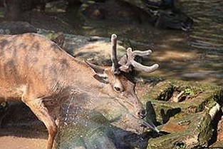 A片：了解相关平台与下载渠道的现状