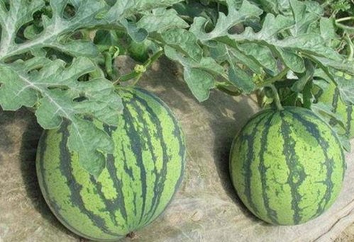 已满十八岁电视剧完整版官方版下载免费版：三明市成人内容最新动态