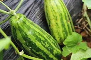 揭秘日批视频免费版的最新发展与争议