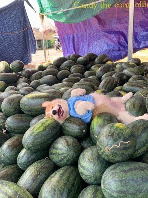 详细解析十大黄色软件官方版及其相关资源