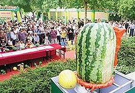 香蕉视频官方版下载：满足河池市用户的多样需求