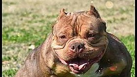 刘宇宁新动态引关注：18❌❌❌有直套免费版官方版引争议