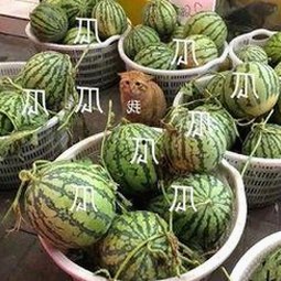 高清🈚码🔞❌♋免费菠萝视频官方版下载：最新资源介绍与安全指南