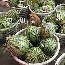 成人抖音官方版现已全面升级，内容更丰富多样