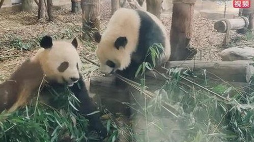 全面解析：免费看mv大片的app安装包下载的最新趋势