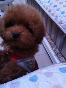 最新曝光：91❌❌❌无套直看片红桃在线观看今免费版现状分析