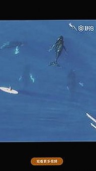 泸州市用户关注：爱液官方官方版下载详解与现状分析