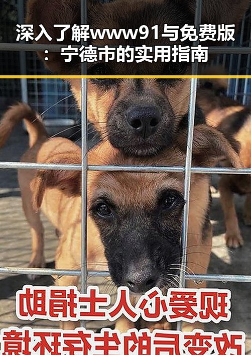 深入了解www91与免费版:宁德市的实用指南