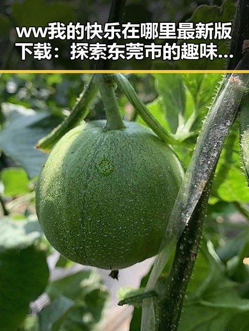 ww我的快乐在哪里最新版下载：探索东莞市的趣味新体验