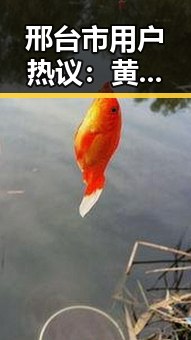 邢台市用户热议：黄色视频9官方版引发关注