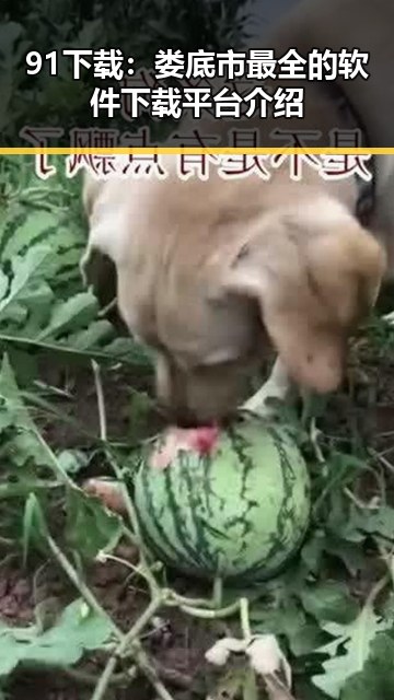 91下载：娄底市最全的软件下载平台介绍