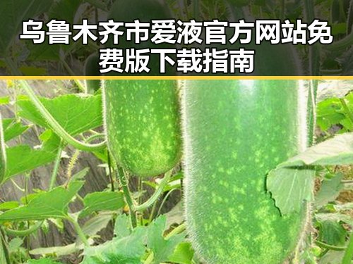 乌鲁木齐市爱液官方网站免费版下载指南